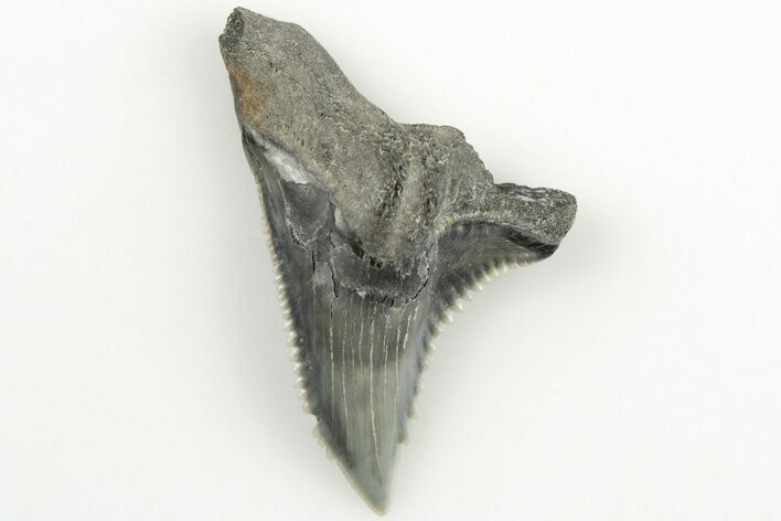 Snaggletooth Shark (Hemipristis) Tooth - Aurora, NC #203584